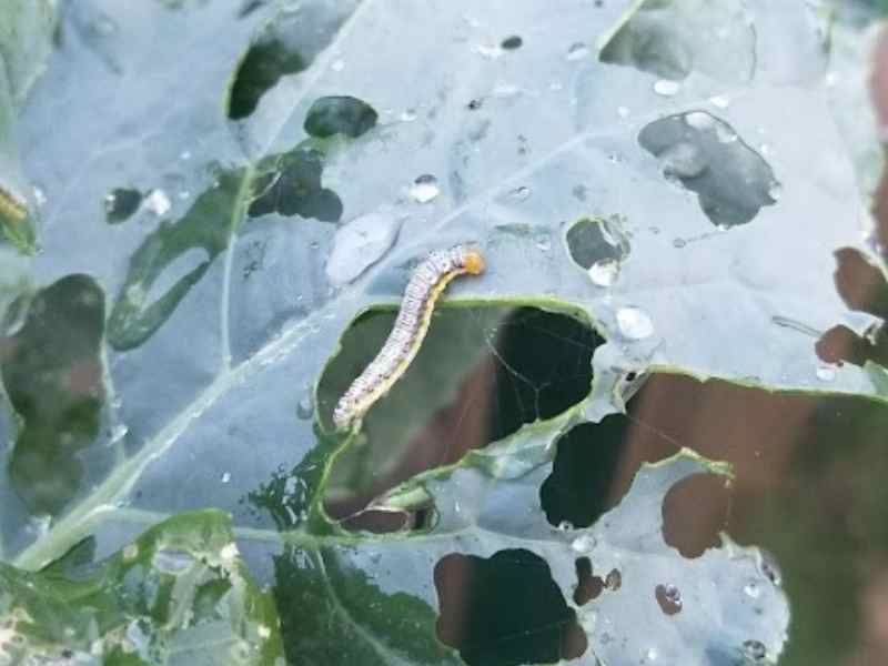Prevent new infestations with row covers and target young larvae with Btk