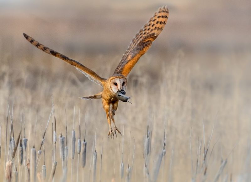 Prey availability is possible, but an infestation is not proven Prey availability is possible, but an infestation is not proven