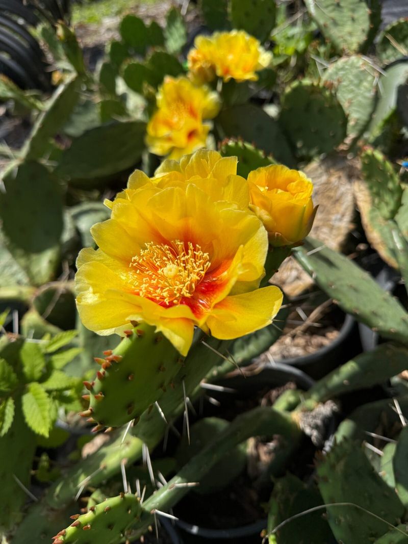 Prickly Pear Cactus (Opuntia)