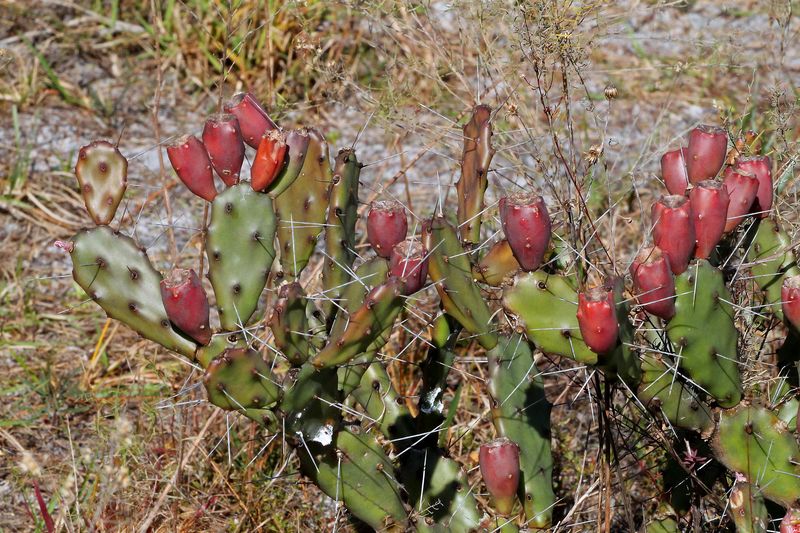 Prickly Pear Cactus