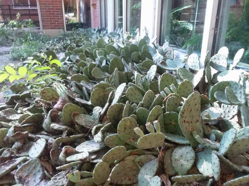 Prickly Pear