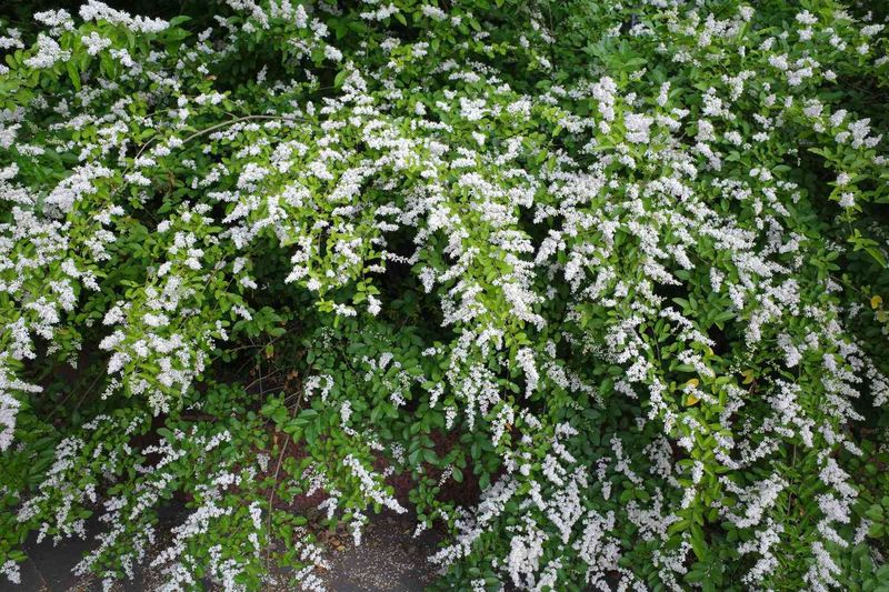 Privet and Chinese tallow require different identification
