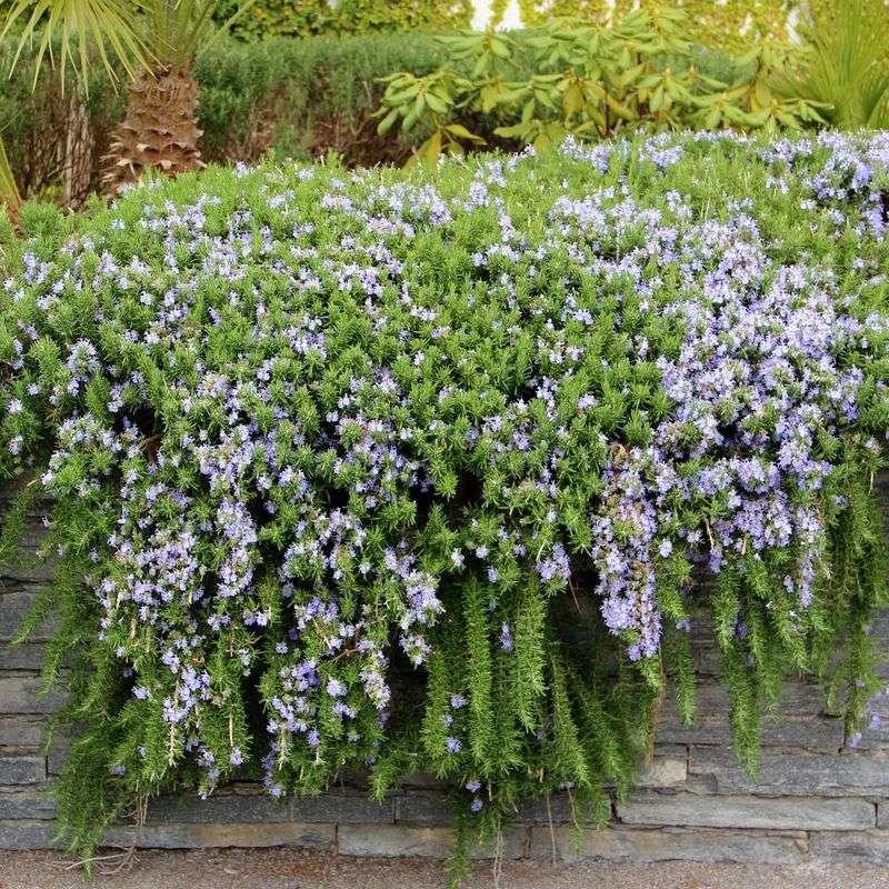 Prostrate rosemary offers a fragrant living edge