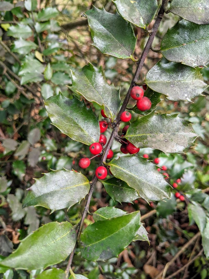 Protect Berries by Limiting Fall Pruning Protect Berries by Limiting Fall Pruning