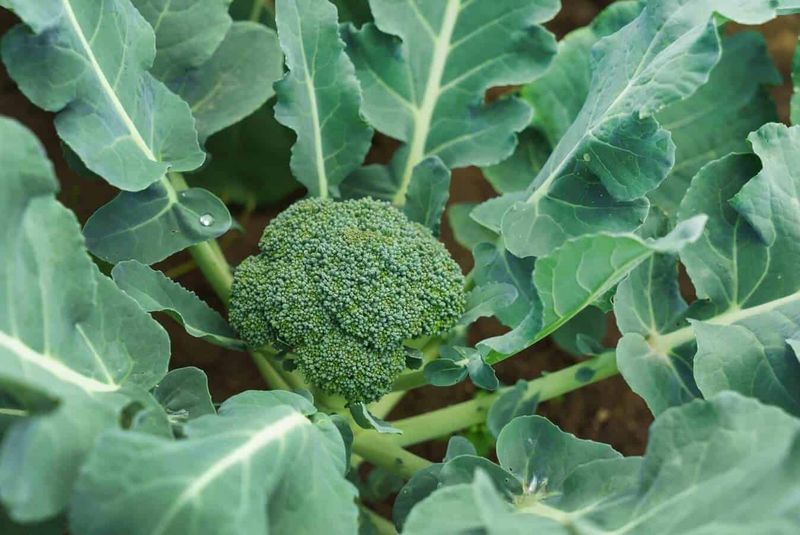 Protect Healthy Foliage While You Investigate