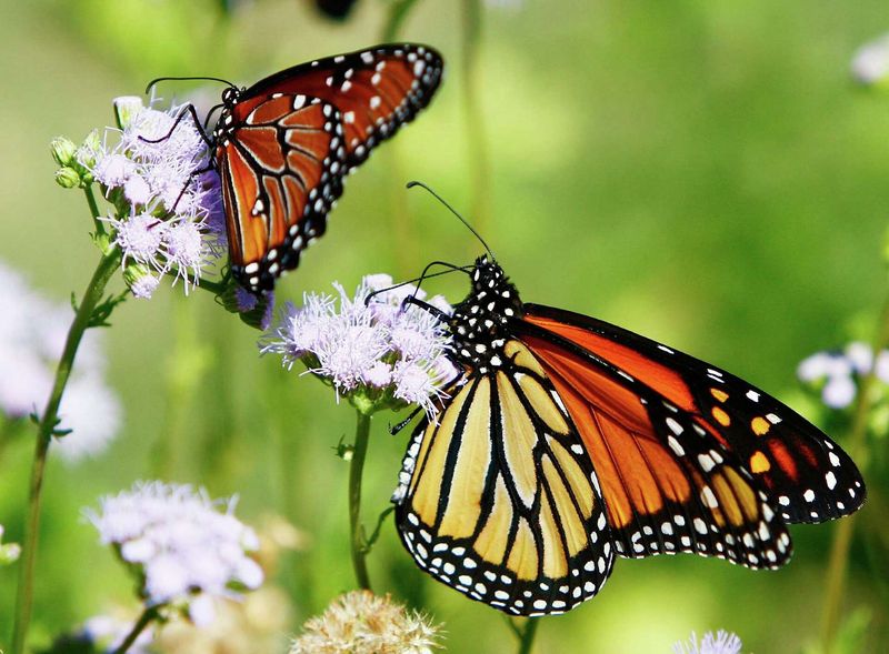 Protect Monarch Habitat From Pesticide Risks Protect Monarch Habitat From Pesticide Risks