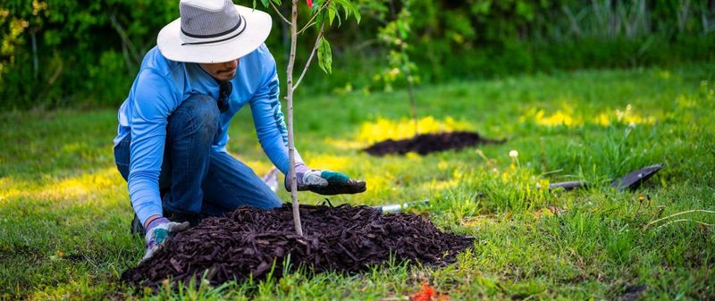 Protect One Good Seedling From Mowers, Trimmers, and Foot Traffic