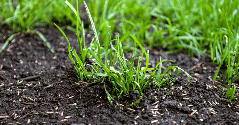 Protect Seedlings After Emergence