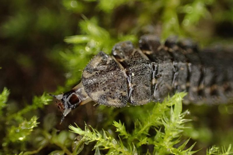 Protect Snails, Slugs, and Soil Life in Habitat Zones