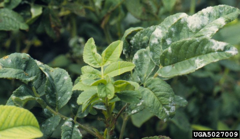 Protect Southern zinnias from spray and heat injury