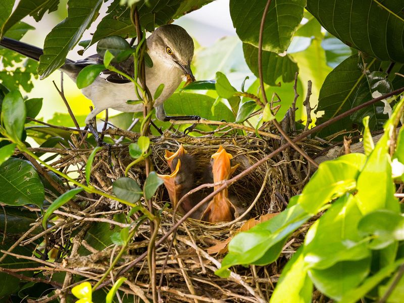 Protect active nests and avoid harmful deterrents
