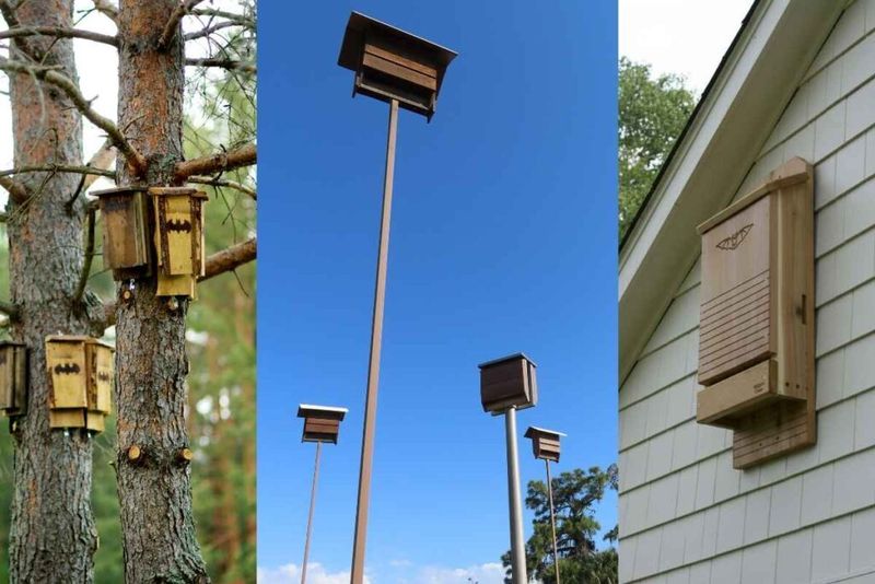 Protect bats and people around the house