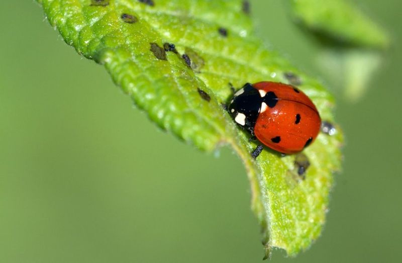 Protect beneficial insects and manage active ants