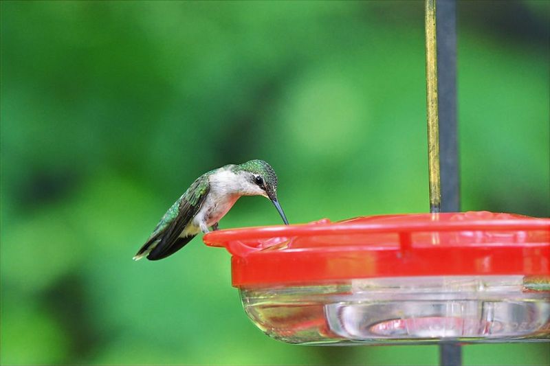 Protect birds while improving the surrounding habitat
