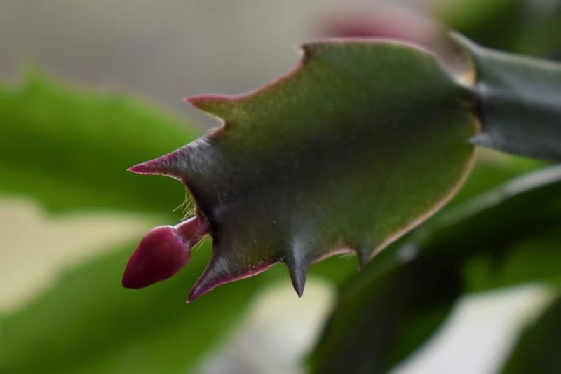 Protect buds and feed only during active growth