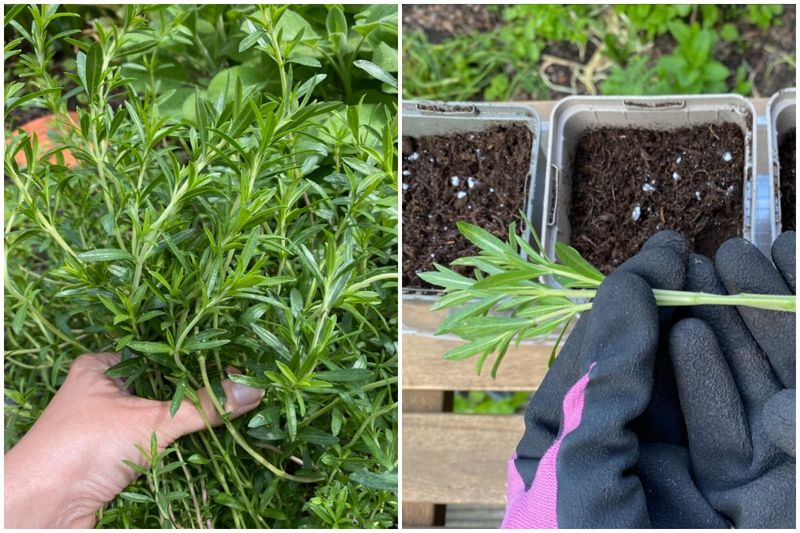 Protect cuttings from drying without trapping excess heat Protect cuttings from drying without trapping excess heat