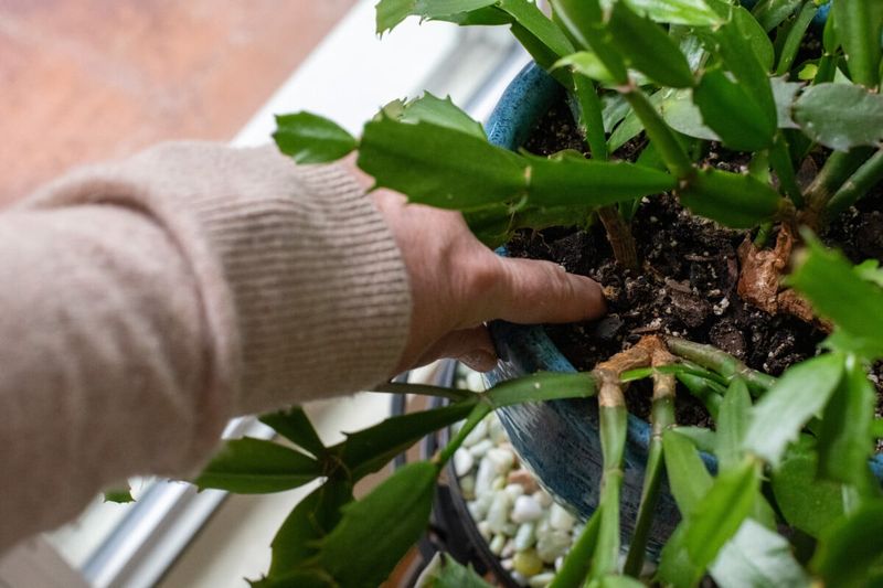 Protect developing buds with steady conditions Protect developing buds with steady conditions