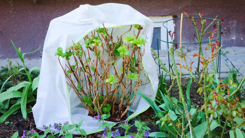 Protect formed buds when freezes threaten