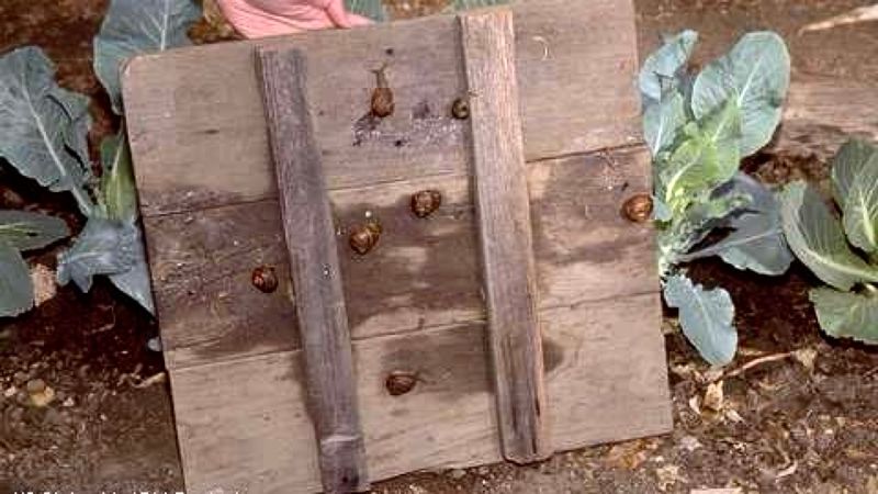 Protect garden beds with integrated snail management Protect garden beds with integrated snail management