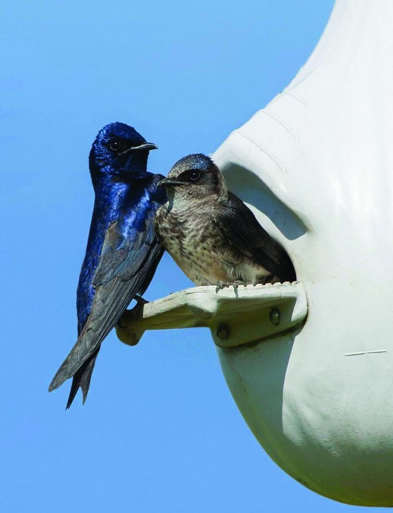 Protect native birds and follow wildlife rules