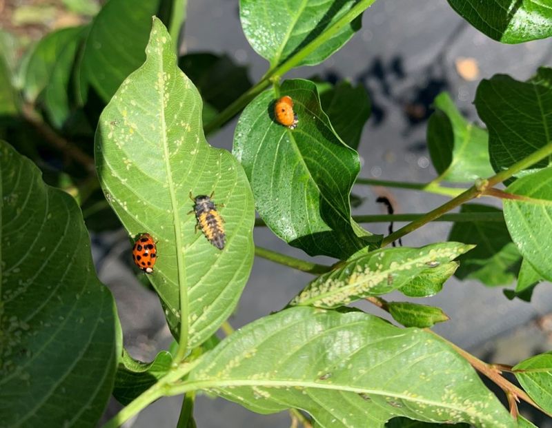 Protect natural enemies and pollinators