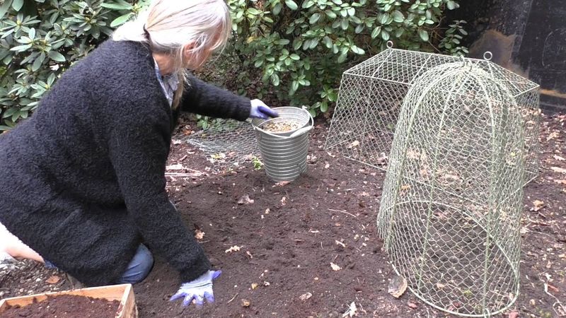Protect newly planted bulbs with buried mesh