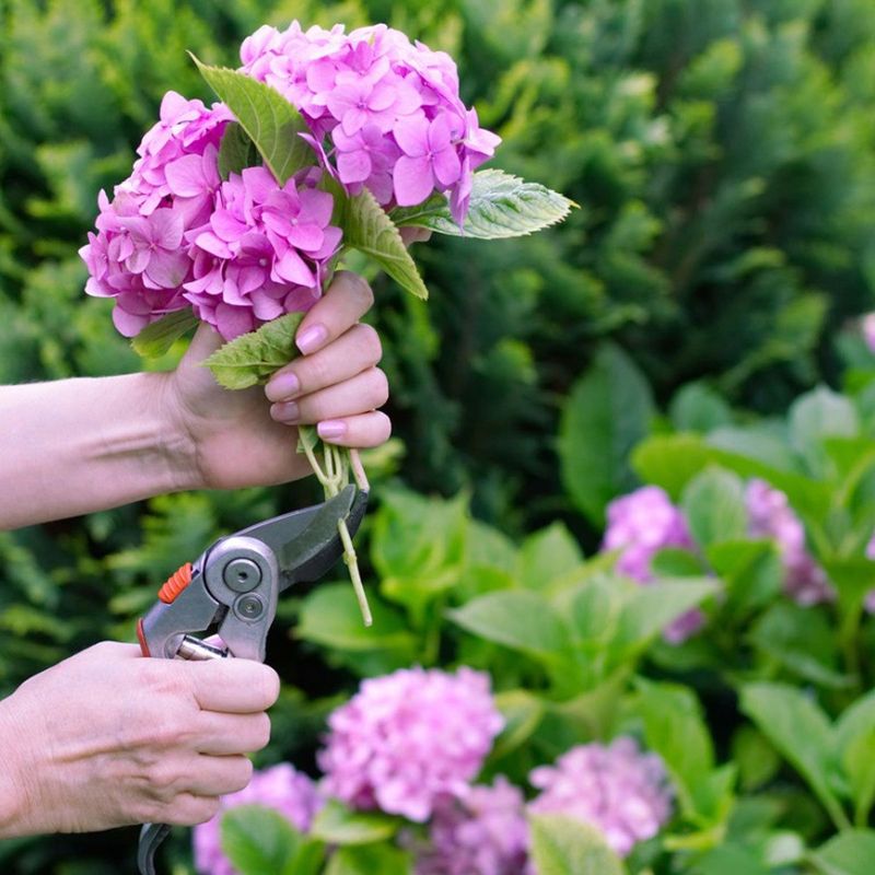 Protect next year's flowers with a smaller fall checklist