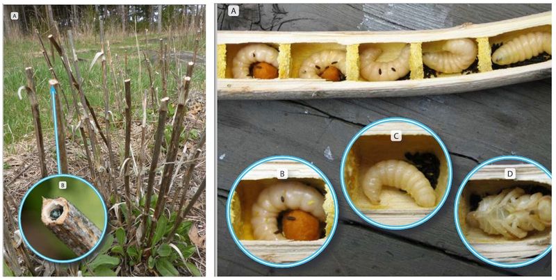 Protect overwintering habitat while managing real garden problems Protect overwintering habitat while managing real garden problems