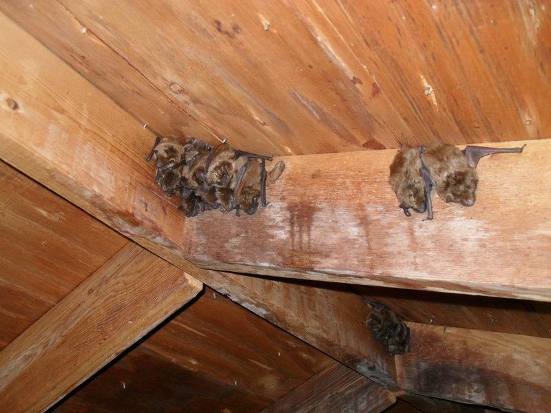 Protect people and bat colonies when bats use a home