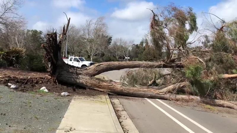 Protect people before investigating the tree
