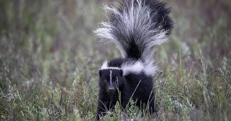 Protect people, pets, and skunks during conflict reduction