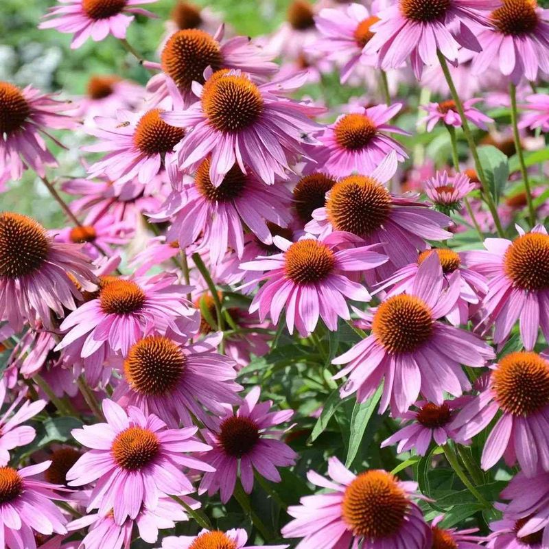Protect plant health and respect collection limits