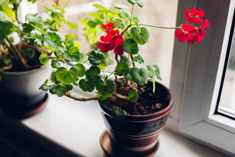 Protect plants through the Southern winter