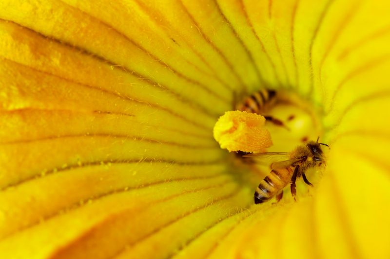 Protect pollination and harvest fruit promptly