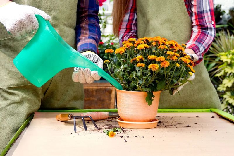 Protect remaining flowers with light, water, and drainage