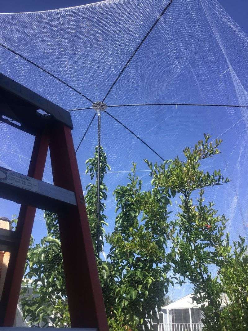 Protect ripening fruit from birds safely