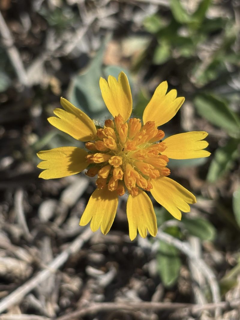 Protect seedlings before relying on drought tolerance