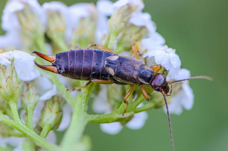 Protect seedlings without eradicating every earwig