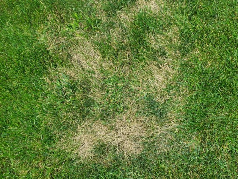 Protect stressed turf from avoidable damage Protect stressed turf from avoidable damage