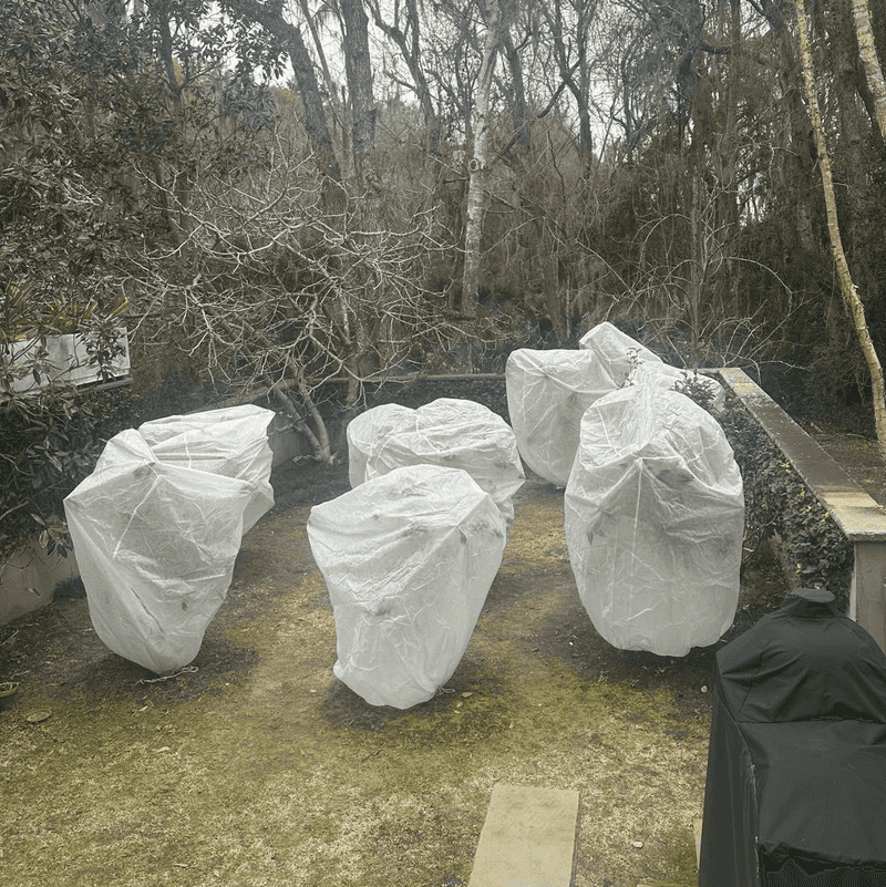 Protect terminal branch tips before damaging cold