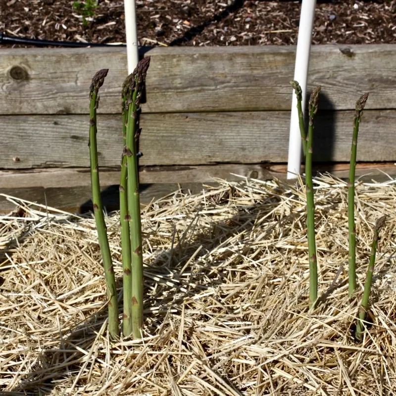 Protect the First Four Seasons With Patient Harvesting