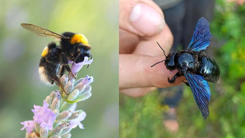 Protect the House Without Treating Every Bee as the Enemy