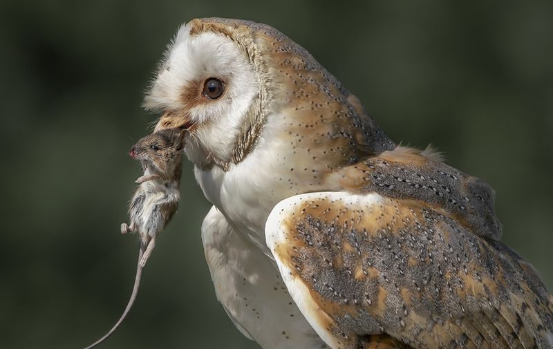 Protect the Owl by Rethinking Outdoor Poison