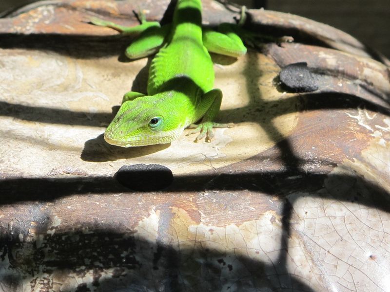 Protect the anoles and keep checking the crop