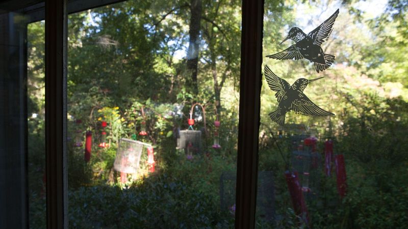 Protect the bird from garden hazards Protect the bird from garden hazards