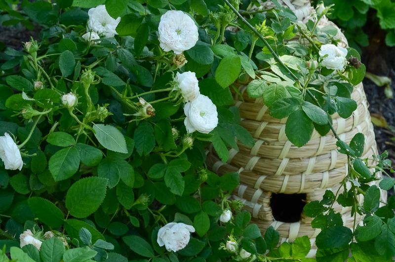 Protect the bird while you manage the rose