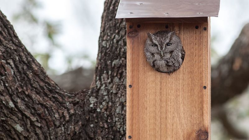 Protect the box and keep rodent poison away
