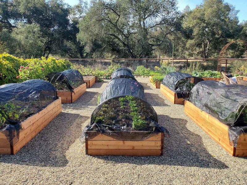 Protect the canopy and keep moisture consistent