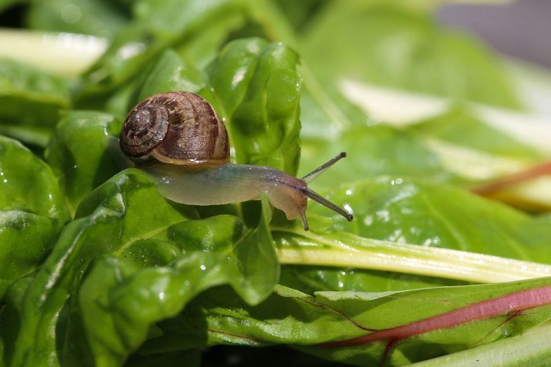 Protect the crop without panicking