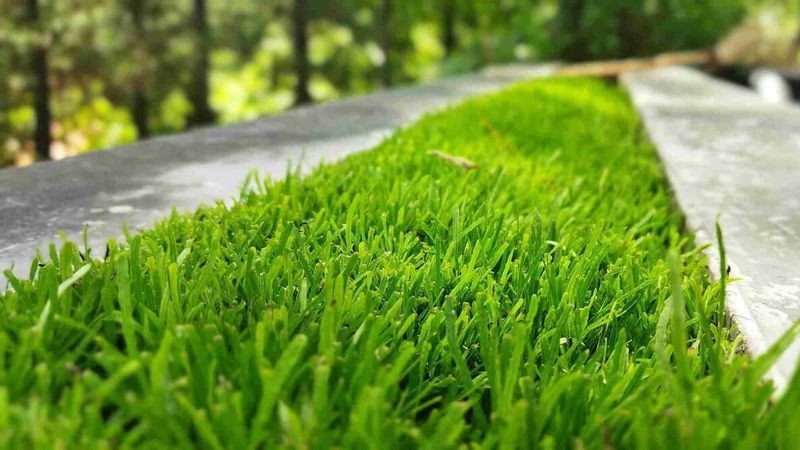 Protect the cut in shade and stressful weather